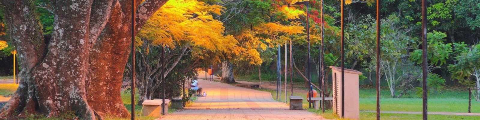 Caminho entre árvores entre área sul e área norte da UFSCar